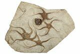 Ordovician Brittle Star and Crinoid Plate - Morocco #257299-1